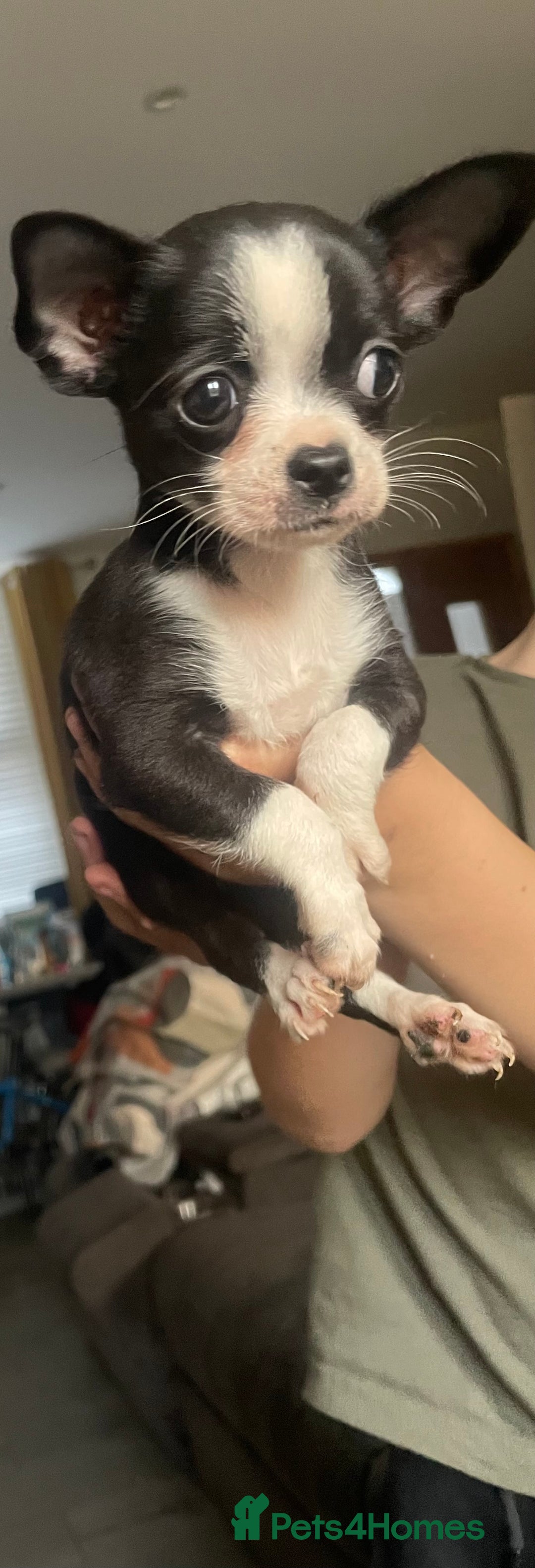 Chihuahua dogs for sale: Chihuahua female puppies - Image 16