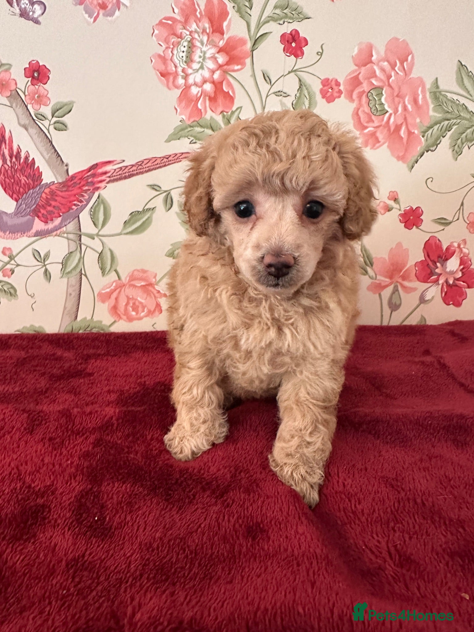 Toy Poodle dogs 🐩 extensively health tested Kc Toy poodle Puppies - Advert 6
