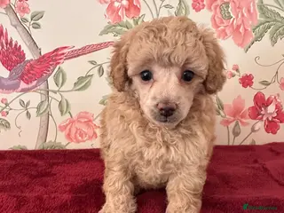 Toy Poodle dogs 🐩 extensively health tested Kc Toy poodle Puppies - Advert 6