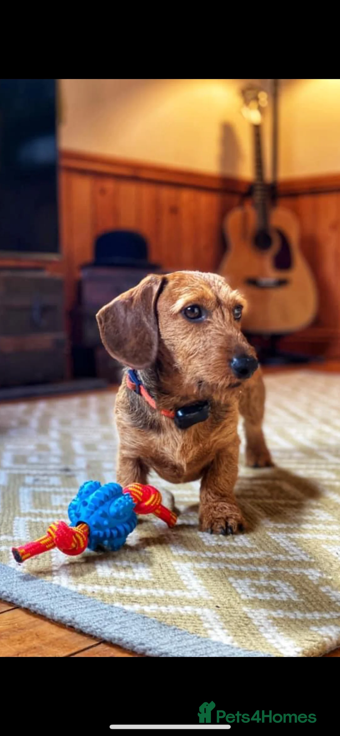 Miniature Dachshund dogs for sale: Miniature wire haired dachshunds  - Advert 2