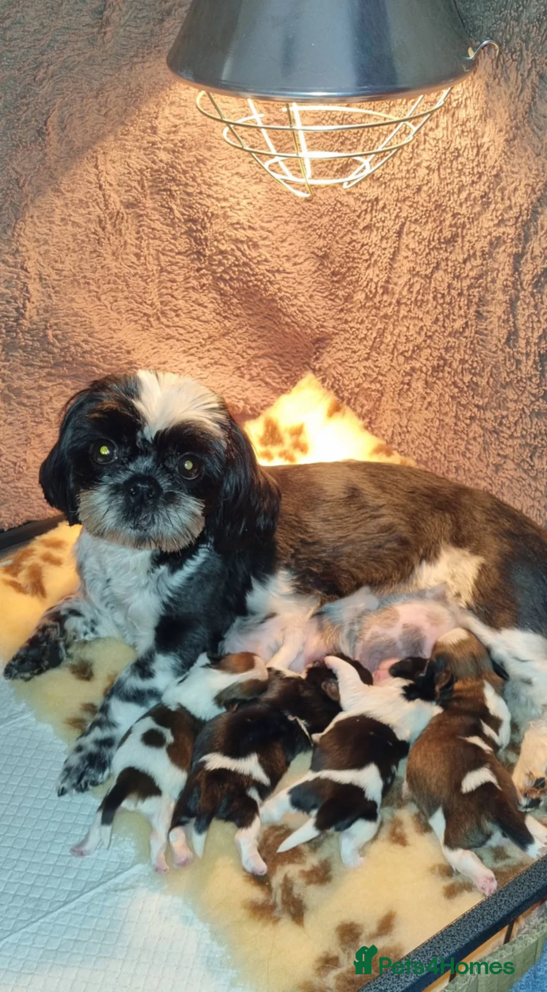 Shih Tzu dogs for sale: Shihtzu boys  - Advert 1
