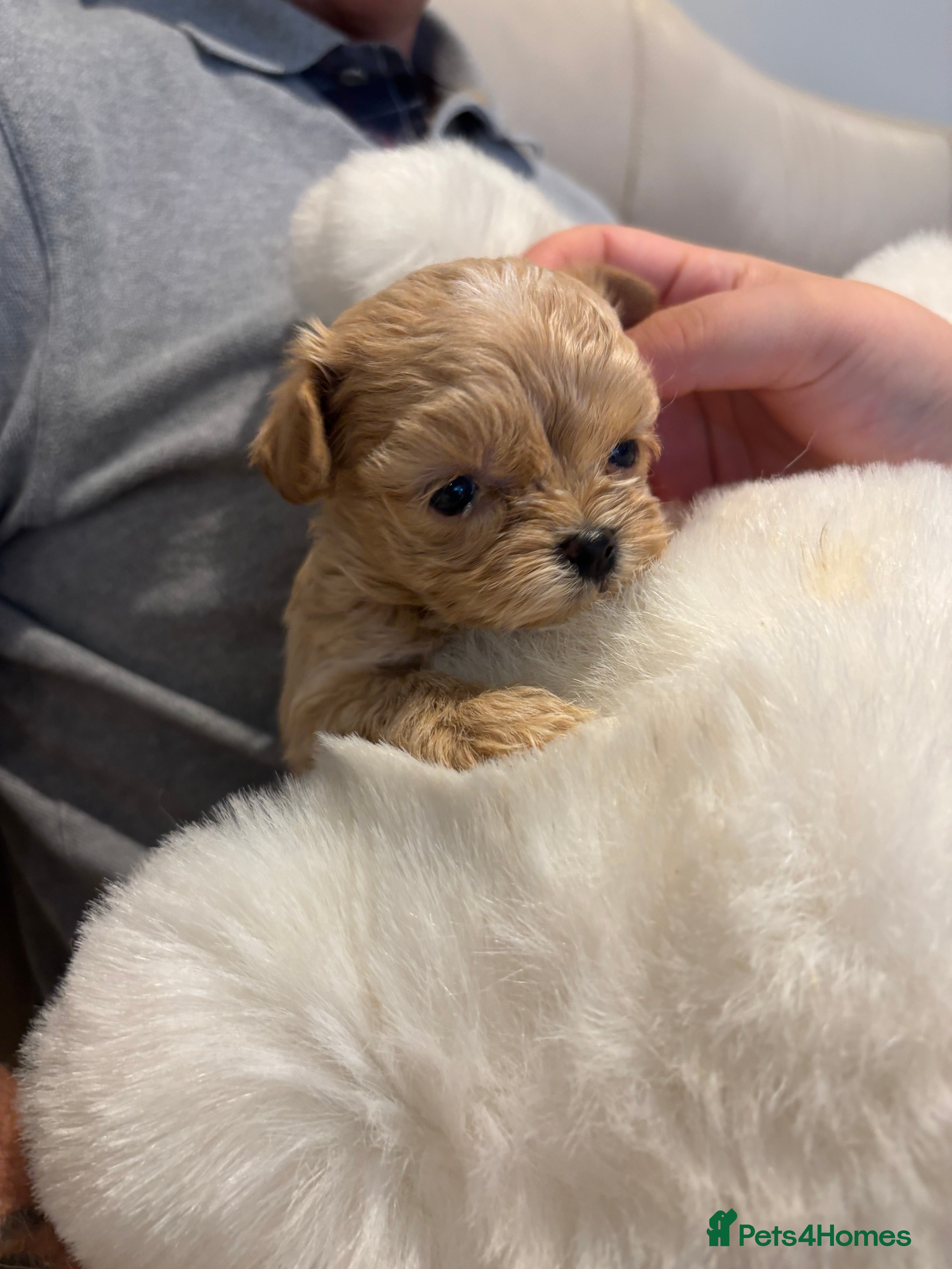 Maltipoo dogs Maltese cross Asian toy poodle  - Advert 2