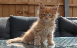 Maine Coon cats for sale: TICA registered, Blue Solid Maine Coon kittens - Image 15
