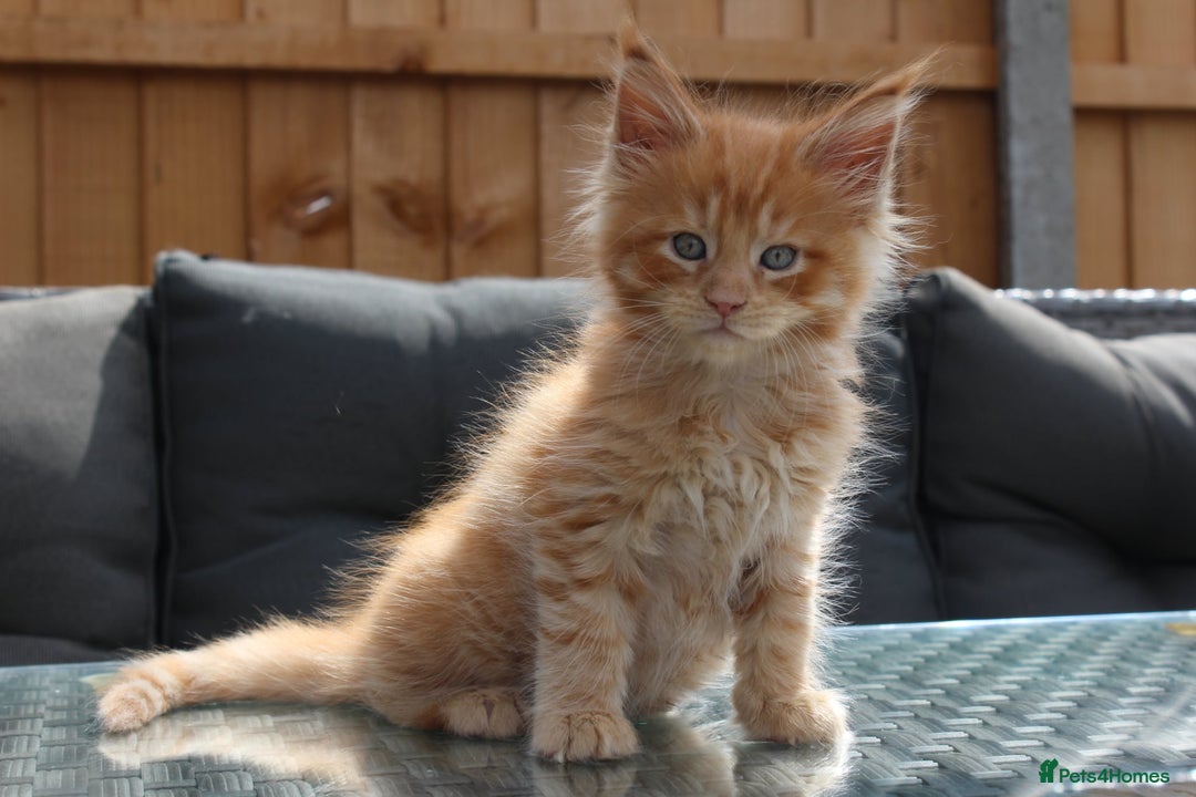 Maine Coon cats for sale: TICA registered, Blue Solid Maine Coon kittens - Image 15