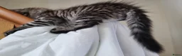 Maine Coon cats for sale: Exceptional GCCF maine coon black silver torbie - Advert 8