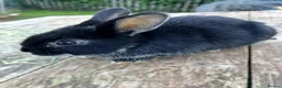Mixed Breed rabbits for sale: Choice of eight mixed-breed rabbits in Newton Abbot - Advert 3