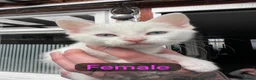 Mixed Breed cats for sale: Kittens from my Khao Manee looking for a home in Hounslow - Advert 2