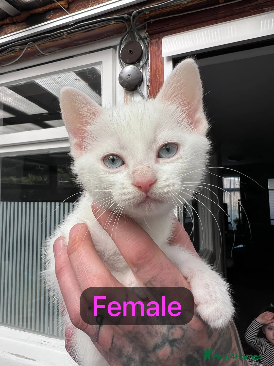 Mixed Breed cats for sale: Kittens from my Khao Manee looking for a home in Hounslow - Advert 2