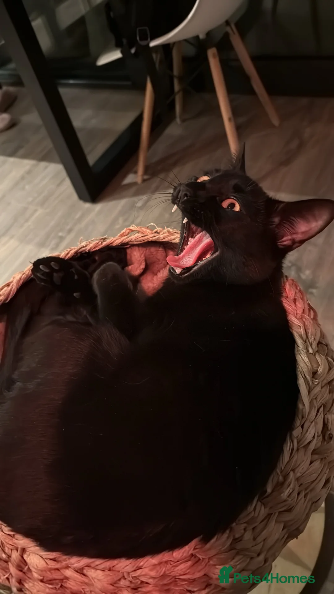 Mixed Breed cats for sale: Energetic Black Cat Looking for Active Loving Home - Advert 15