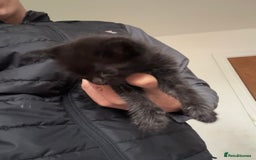 Bombay cats for sale: Kittens - Image 4