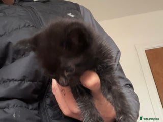 Bombay cats Kittens - Advert 6