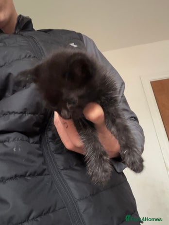 Bombay cats Kittens - Advert 2