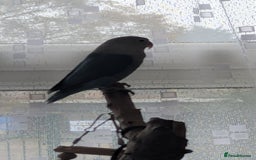 Lovebirds birds for sale: lovebird for sale  - Advert 2