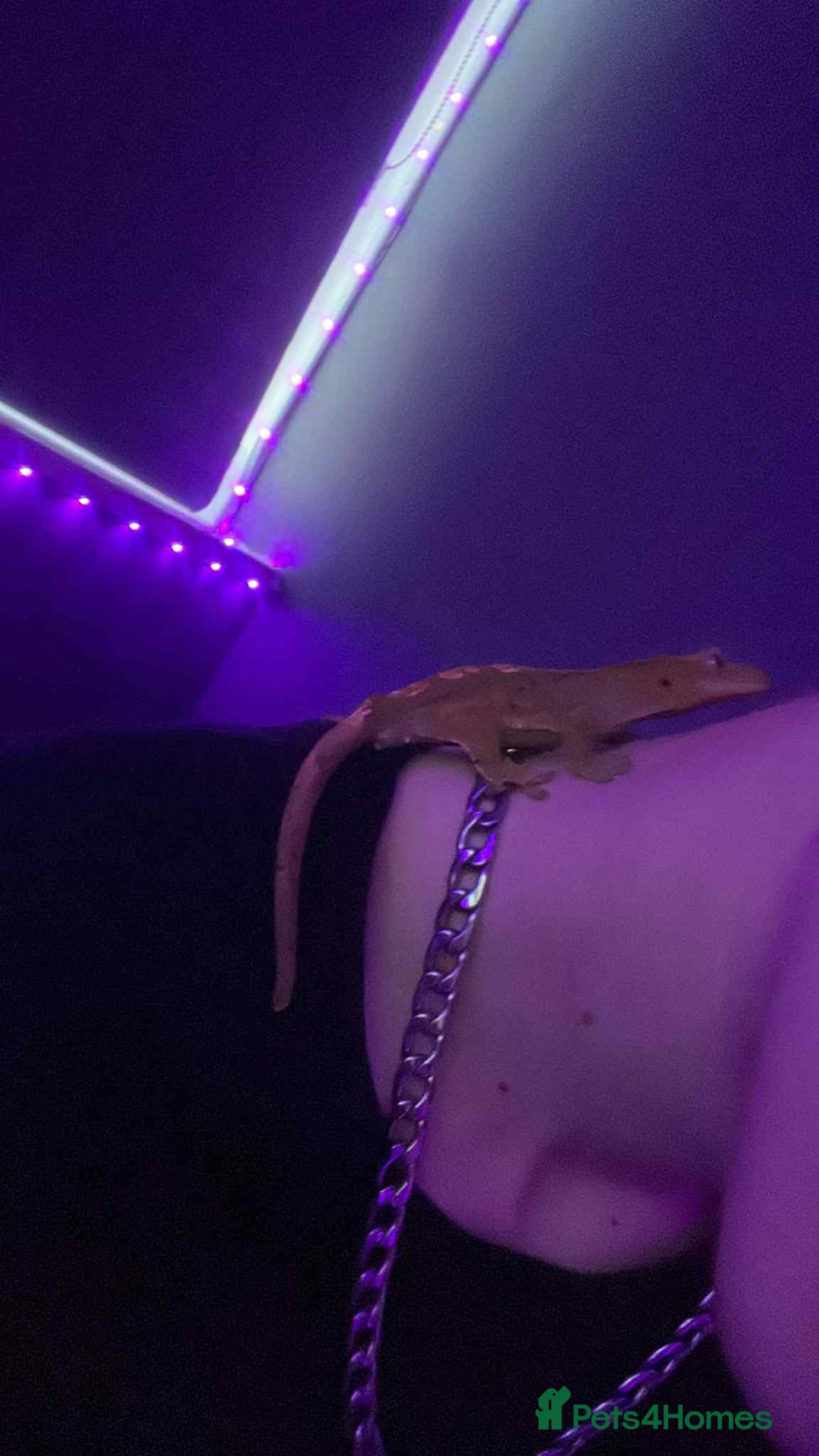 Gecko reptiles for sale: Crested geckos - Advert 5