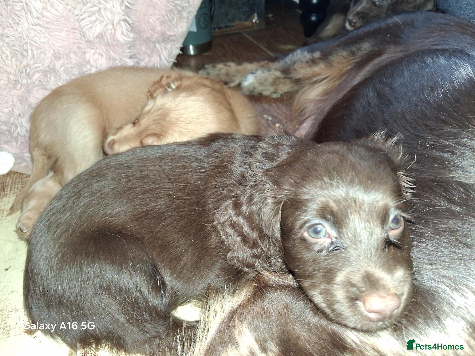 Cockapoo dogs Spaniel puppies - Advert 2