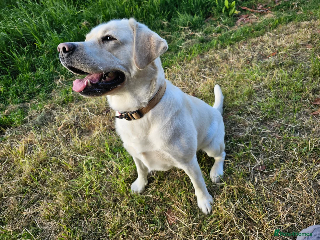 Labrador Retriever dogs for stud: Stunning Labrador, Champion Lines, Discounted Fee in Huddersfield - Advert 8