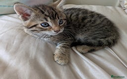 Bengal cats for sale: Purebred Spotted Bengal Kittens Brown Charcoal - Image 14