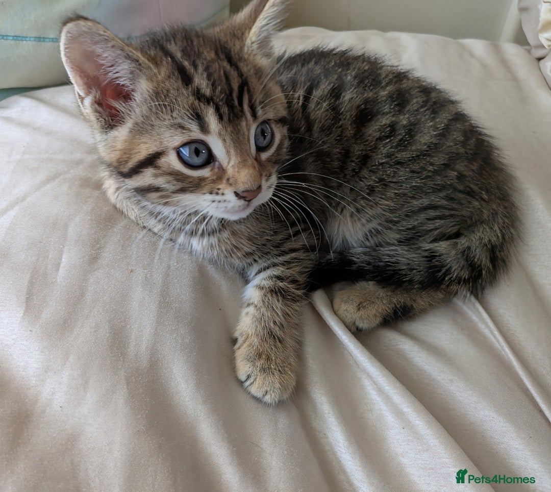 Bengal cats for sale: Purebred Spotted Bengal Kittens Brown Charcoal - Image 14