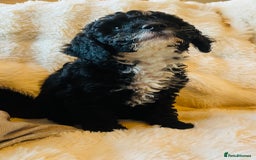 Cockapoo dogs for sale: F2b cockapoo puppies  - Image 4