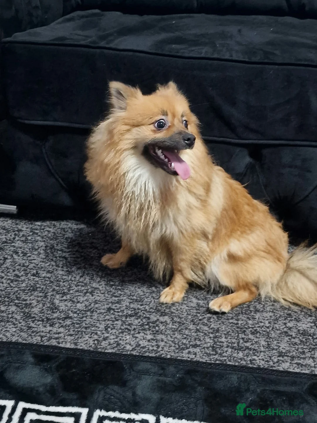 Pomeranian dogs for sale: Pomeranian - Advert 2
