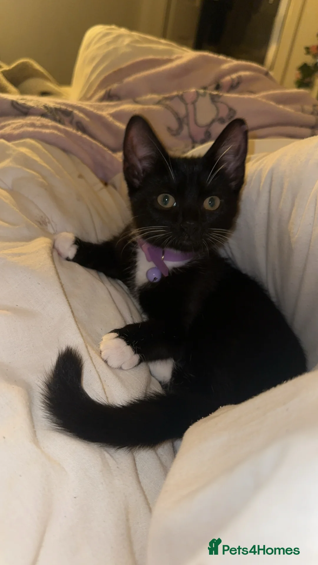 Mixed Breed cats for sale: Female kitten  in Preston - Advert 8
