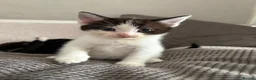 Mixed Breed cats for sale: Main coon X British short hair kittens  in Chessington - Advert 6