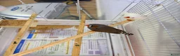 Finches birds for sale: Pair of bonded zebra finches and cage  - Advert 4