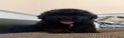 Newfoundland dogs for sale: Stunning Newfoundland Puppies  - Advert 14