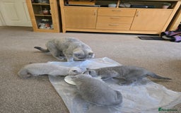 British Shorthair cats for sale: Meet Your Next Cuddle Buddy —  British Shorthair - Image 10
