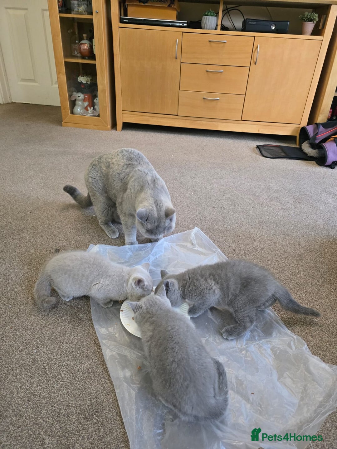 British Shorthair cats for sale: Meet Your Next Cuddle Buddy —  British Shorthair - Image 10