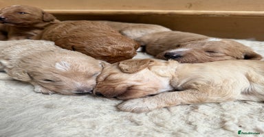 Labradoodle dogs - Advert 3