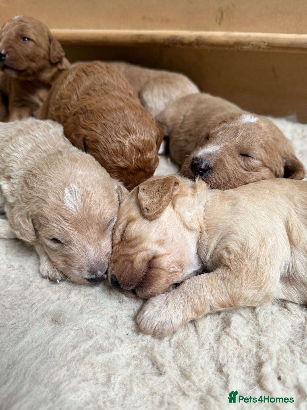 Labradoodle dogs for sale: Health tested chunky and fluffy labradoodles  - Image 3
