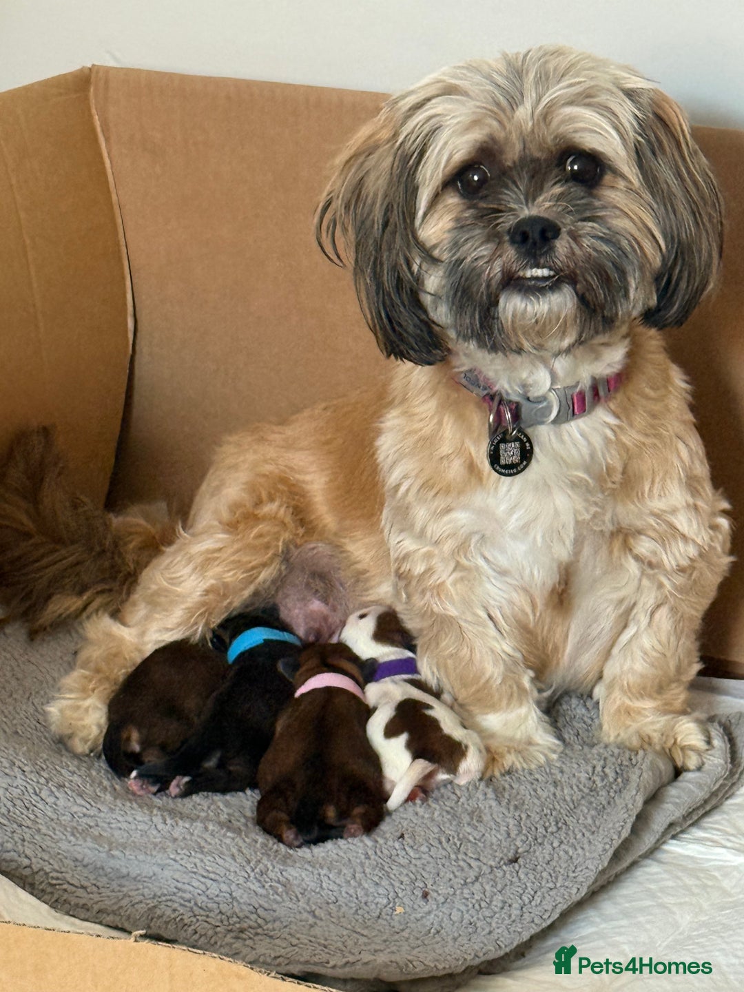 Shih Tzu dogs for sale: 2 beautiful puppies 1boy and 1 girl  - Image 5