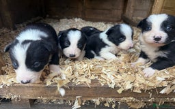 Border Collie dogs for sale: Border collie pups  - Image 12
