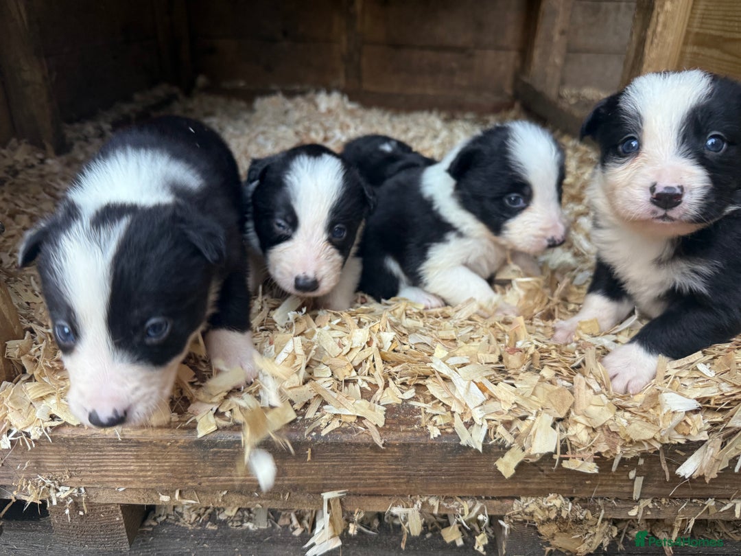 Border Collie dogs for sale: Border collie pups  - Image 12