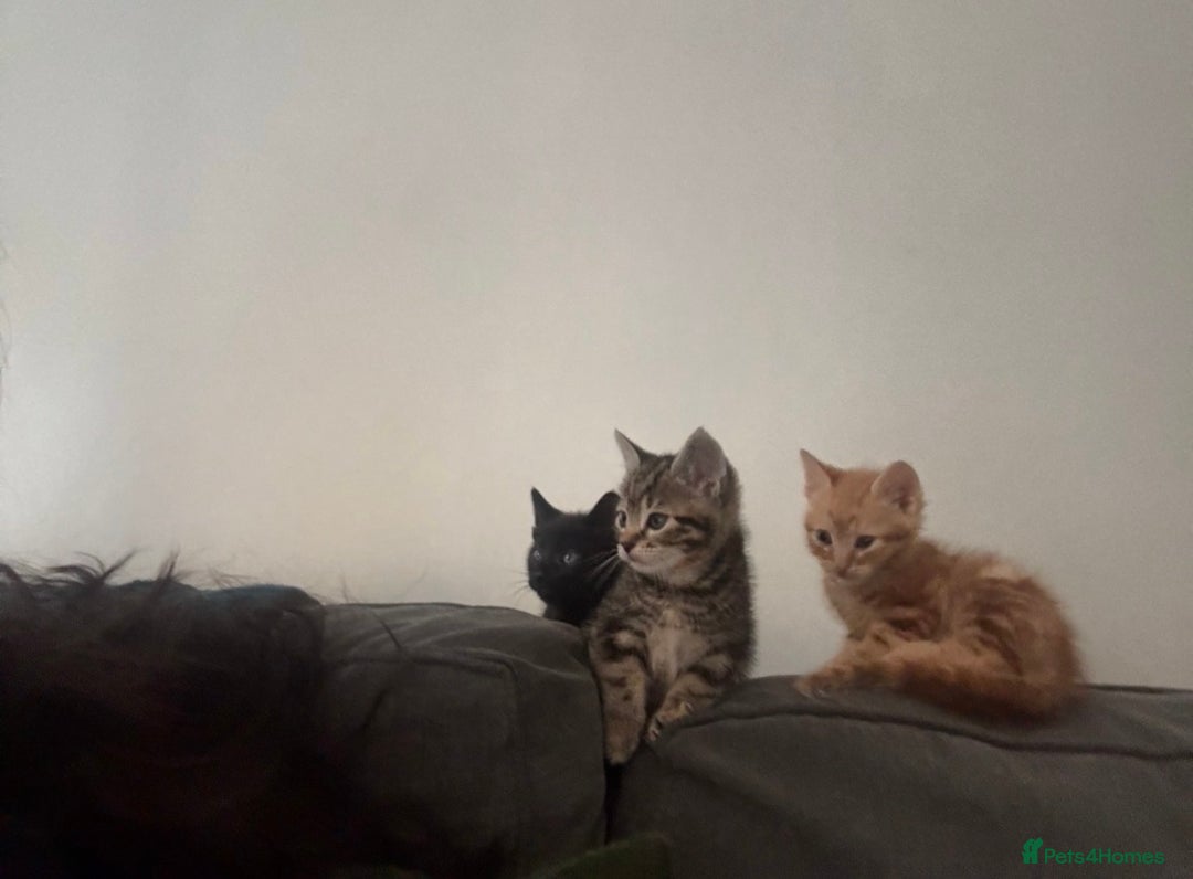 Mixed Breed cats for sale: Four mixed breed kittens for sale - Advert 1