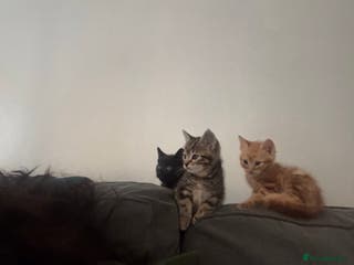 Mixed Breed cats Four mixed breed kittens for sale - Advert 1