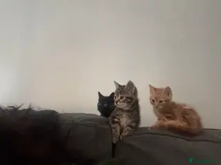 Mixed Breed cats Four mixed breed kittens for sale - Advert 15