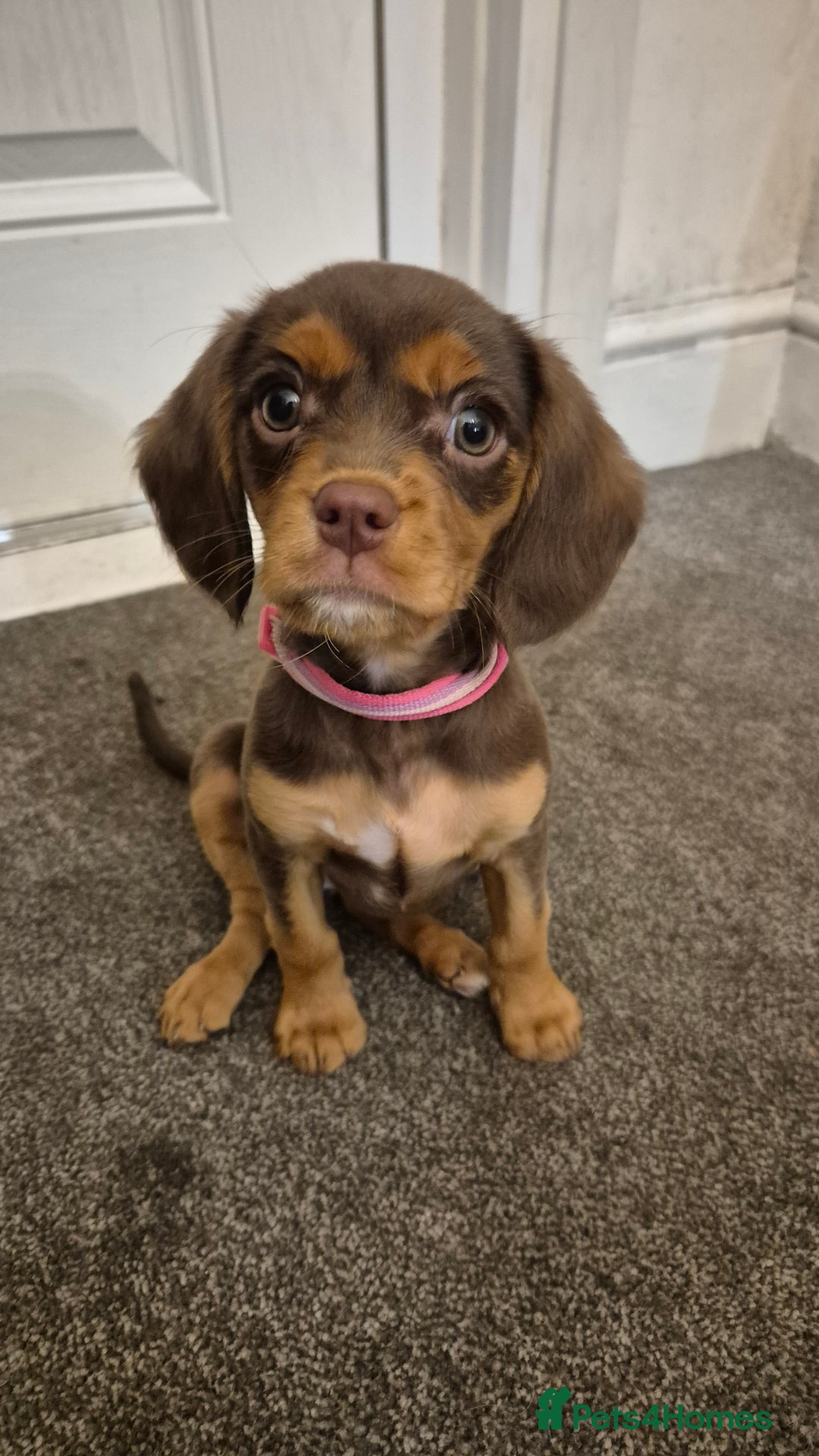 Cavapoo dogs for sale: Gorgeous 10 Week Old Cavapoo - Advert 1