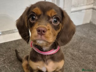 Cavapoo dogs Gorgeous 10 Week Old Cavapoo - Advert 3