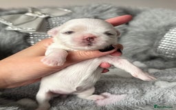 Maltese dogs for sale: 🩷Exquisite Full Korean Maltese Puppies🩵 - Image 14