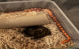 Corn Snake reptiles for sale: Only have 10 beautiful amel Cornsnakes left - Image 4
