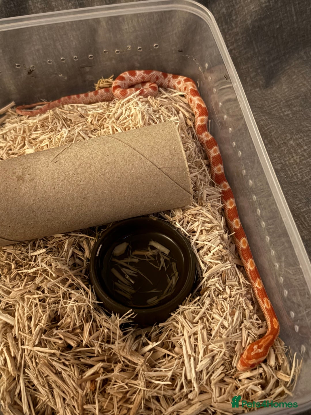 Corn Snake reptiles for sale: Only have 10 beautiful amel Cornsnakes left - Image 4