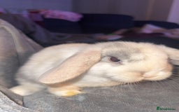 Mini Lop rabbits for sale: READY TO GO Beautiful mini lop rabbit GIRL - Image 2