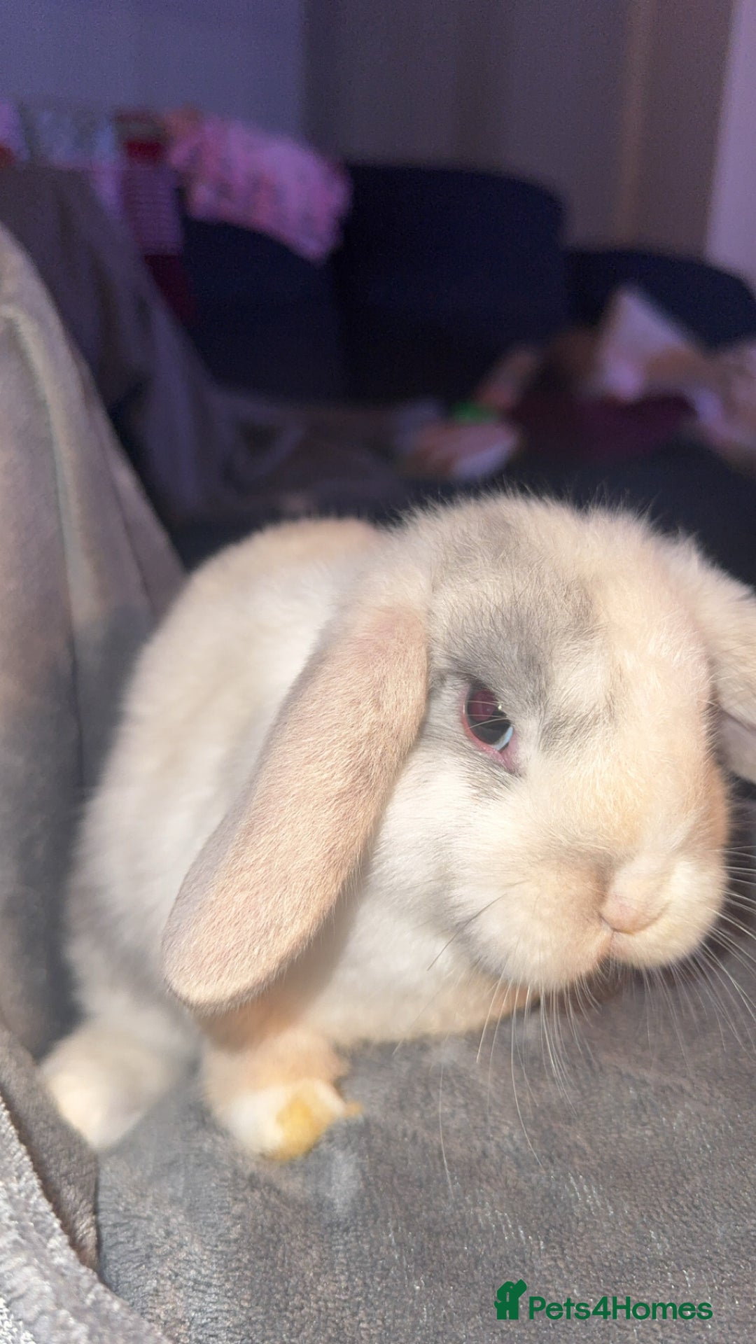 Mini Lop rabbits for sale: READY TO GO Beautiful mini lop rabbit GIRL - Image 2