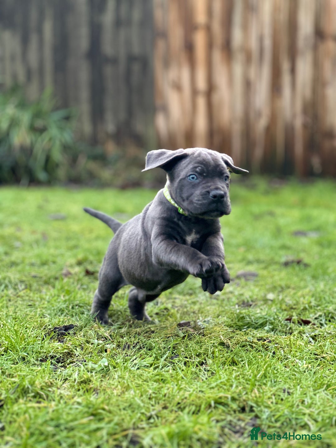 Cane Corso dogs for sale: Balestra Magica Corso IKC/FCI  - Advert 4