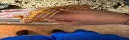 Gecko reptiles for sale: Jungle bell albino gecko in Braintree - Advert 4