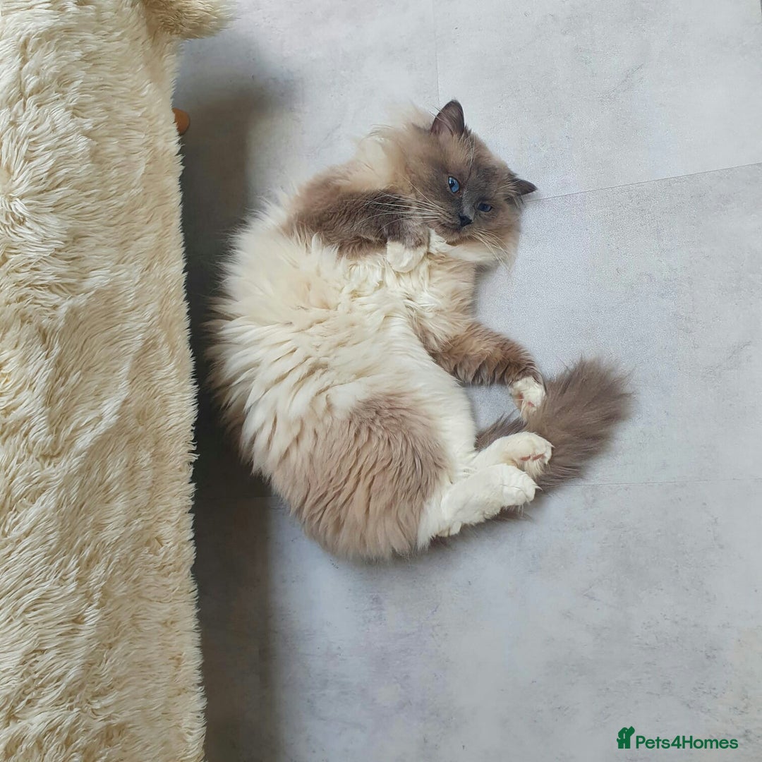 Ragdoll cats for sale: 🩵Pure Ragdoll Kittens Ready to be Reserved🩷 - Advert 9