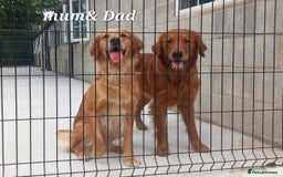 Golden Retriever dogs for sale: GOLDEN RETRIEVER  - Image 8