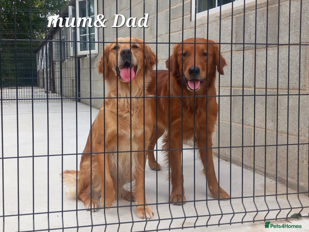Golden Retriever dogs for sale: GOLDEN RETRIEVER  - Image 8